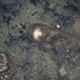 A deep sea sponge with its trail.